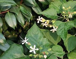 常山图片 植物常山图片