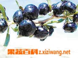 黑枸杞图片和正确吃法 黑枸杞方法