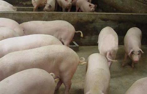 猪群蓝耳病的鉴别方法 猪群蓝耳病的鉴别方法有哪些