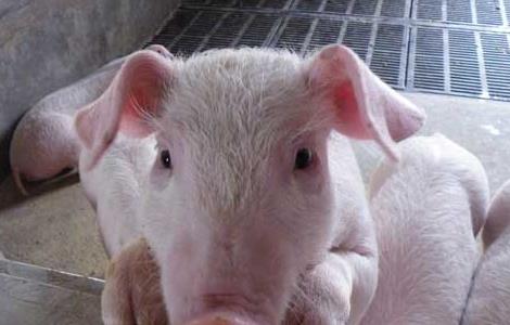 鸡粪饲喂生猪时的注意事项 鸡粪饲喂生猪时的注意事项有哪些