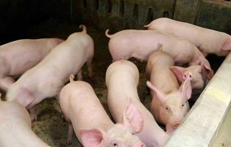 仔猪补栏饲养管理技术 仔猪补饲方法