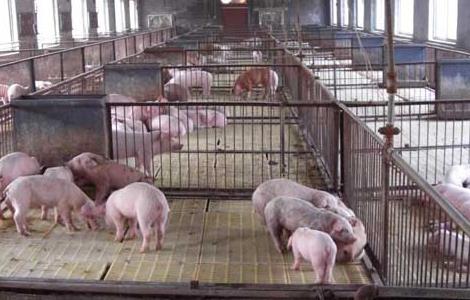 生长育肥猪管理技术(育肥猪的饲养管理技术)