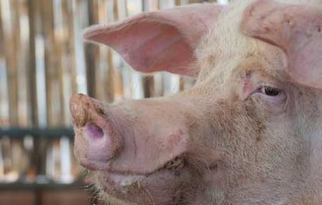 仔猪断奶后喂食技术(仔猪断奶后喂食技术有哪些)