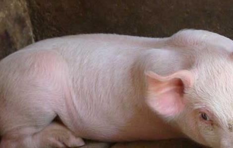 母猪饲养管理技巧（养母猪的管理和饲养方法）