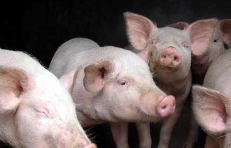 冬季猪流感的治疗方法（冬季猪流感怎么治疗）