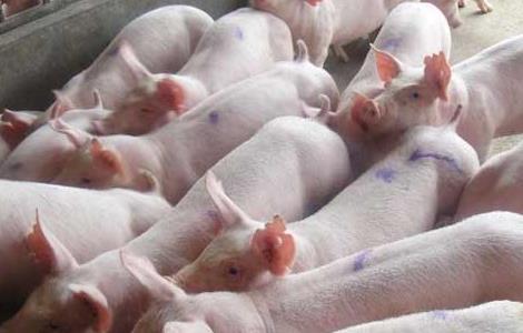 妊娠母猪的饲养管理技术（妊娠母猪的饲养与管理技术）