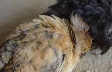 鸡传染性法氏囊病防治方法 鸡传染性法氏囊病防治方法是