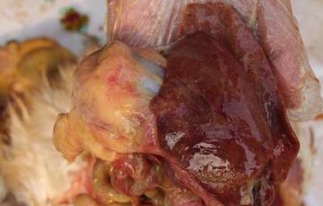 鸡新城疫防治方法 鸡新城疫的治疗方案