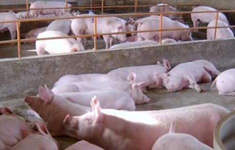 猪流行性感冒防治方法 猪流行感冒怎么治