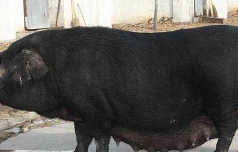鲁莱黑猪养殖技术 鲁莱黑猪养殖场