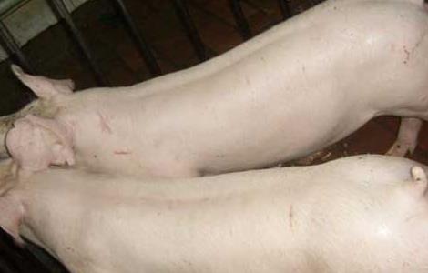 二元母猪饲养技术（二元猪养殖技术）