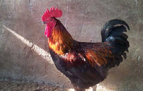 铁脚麻鸡的养殖技术（青脚麻鸡养殖技术）