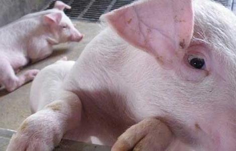 外三元猪和内三元猪的区别（外三元猪和内三元猪的区别是什么）