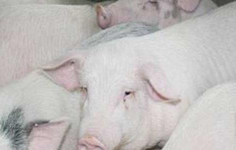 一个人可以养多少猪（个人可以养多少头猪）