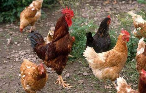 2018年养鸡赚钱吗（明年养鸡赚钱吗 利润多少）