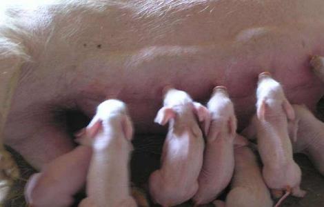 仔猪呕吐怎么办 仔猪呕吐怎么办啊
