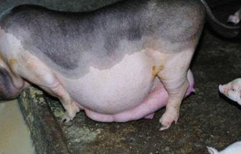 母猪怎样产仔多 母猪怎么能多产仔