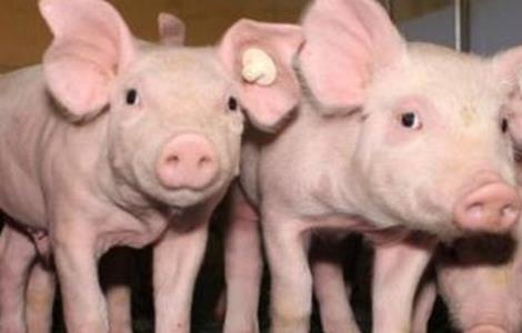 仔猪拉稀的原因及防治 仔猪拉稀原因及治疗方法