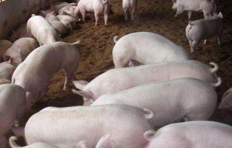 母猪难产怎么办（母猪难产怎么办?教你十招轻松搞定!）