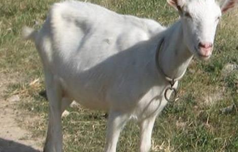 夏季怎样让羊增膘 夏季怎样让羊增膘快