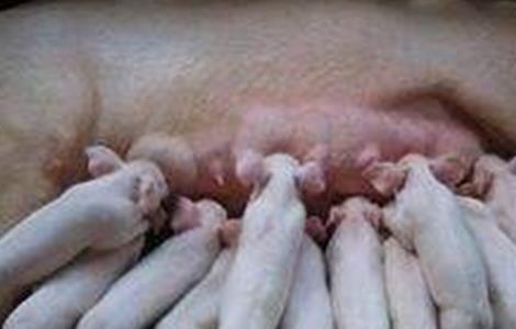 母猪为什么不愿给仔猪喂奶（母猪为什么不肯喂奶）