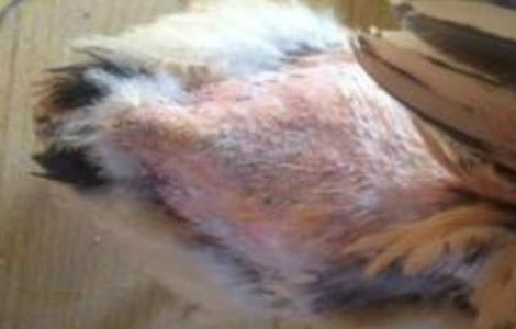 种鸡掉毛的原因及预防措施（种鸡掉毛的原因及预防措施视频）