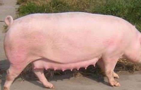 培育新母猪注意事项（培育新母猪注意事项是什么）