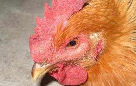 母鸡产蛋困难的原因和解决方法 母鸡产蛋困难的原因和解决方法图片