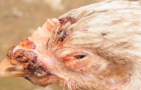鸡痘的症状和防治方法 鸡痘的症状和防治方法视频