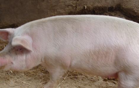 猪胀气该怎么办 猪胀气怎样治疗