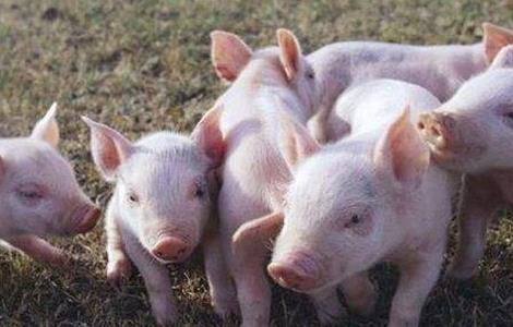 猪 方法 胀气