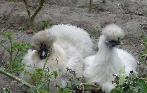 乌骨鸡怎么养 乌骨鸡怎么养殖方法