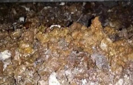 养鸡场鸡粪怎么处理（养鸡场鸡粪怎么处理的）