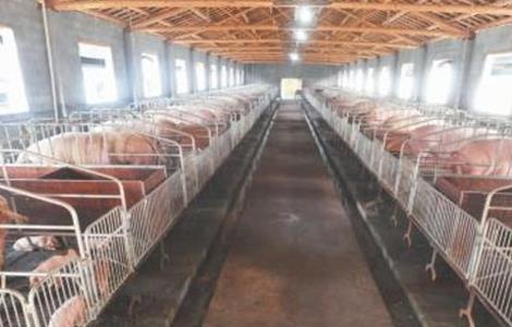 养猪场太臭怎么解决 养猪场怎么解决臭味