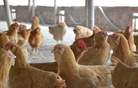 农村养鸡的几大误区（农村养鸡好不好）