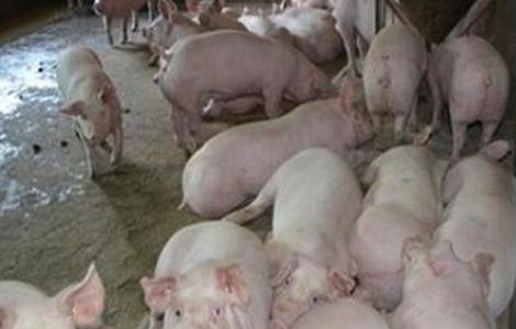 猪到处排泄怎么办(猪的排泄物)