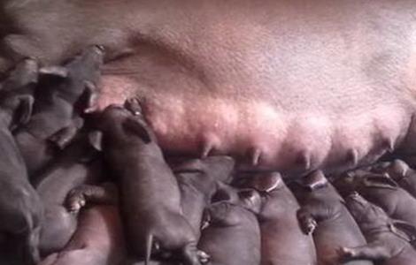 养猪遇到水灾怎么办（水灾对猪的影响）