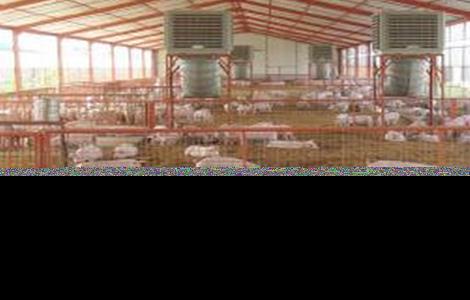 发酵床养猪法（怎样制作发酵床养猪）