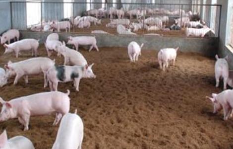 饲养管理 秋季 养猪