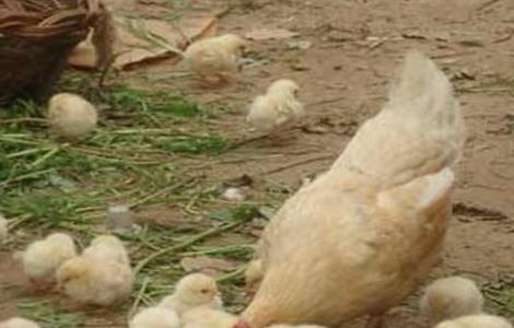 小鸡 注意事项 培育