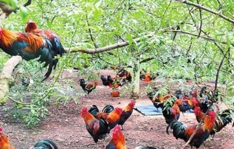 林下养鸡注意事项（林下养鸡注意事项有哪些）