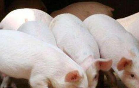 育肥猪的管理注意事项（育肥猪的管理注意事项有哪些）