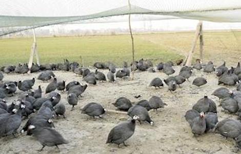 珍珠鸡的饲养管理 珍珠鸡饲养管理视频