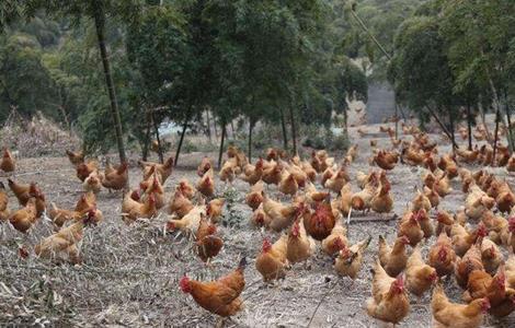 土鸡养殖的技术要点(土鸡养殖的技术要点是)