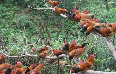 土鸡养殖的四季管理技术 土鸡养殖的四季管理技术与管理