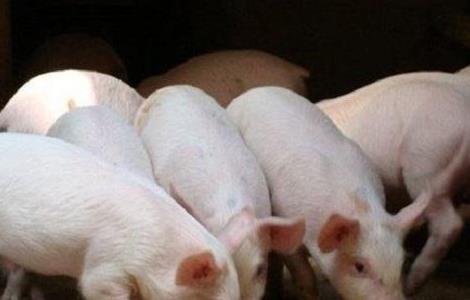 养猪过程中存在的问题（养猪一般存在的问题）