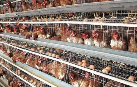 鸡舍消毒常见误区(鸡舍消毒常见误区包括)