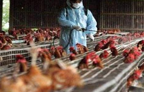 鸡舍常用消毒方法 鸡舍常用消毒方法有哪些?