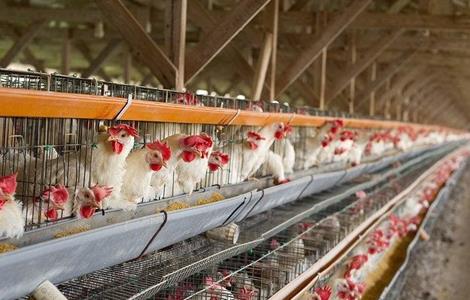 鸡舍熏蒸消毒时的注意事项 鸡舍熏蒸消毒时的注意事项是什么