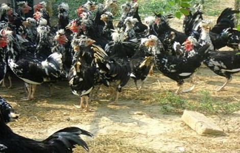 贵妃鸡的饲养管理（贵妃鸡饲养管理技术）